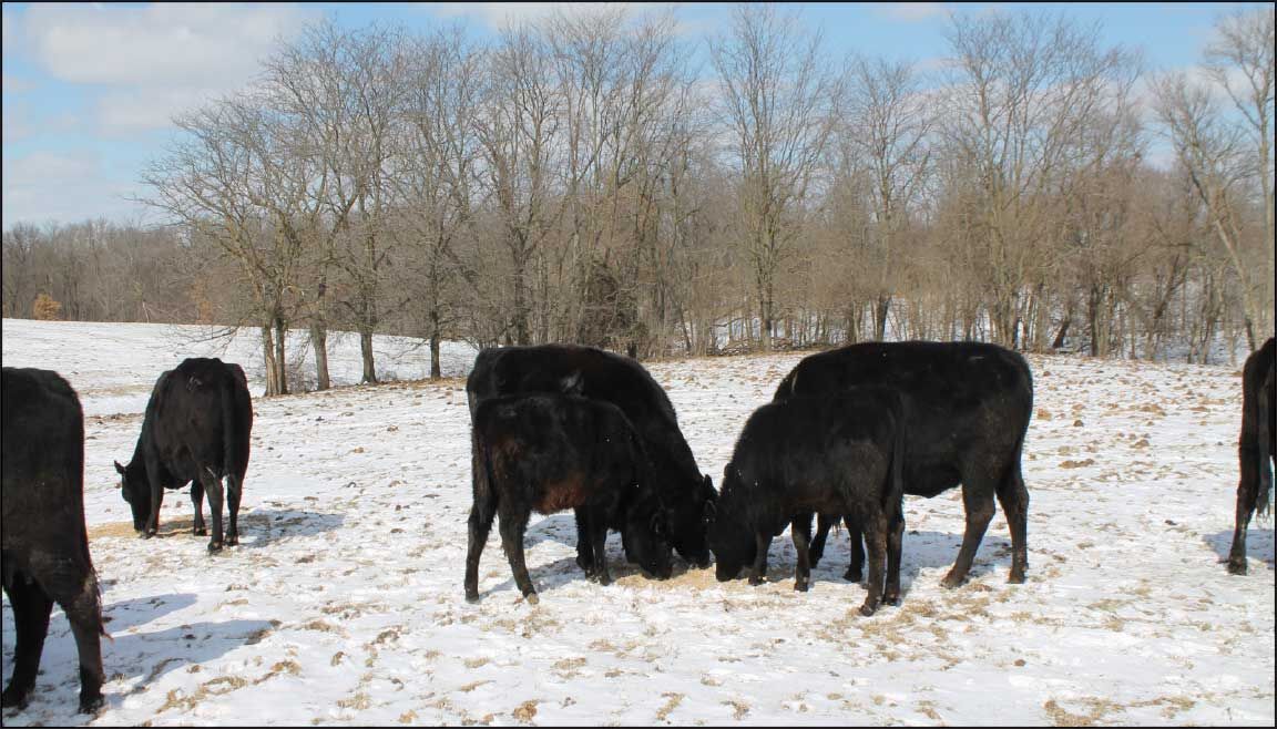cattle eating winter pasture