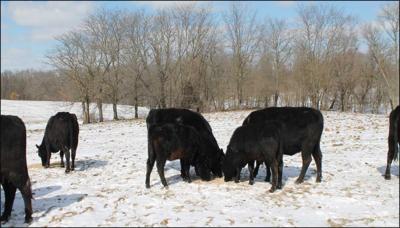 cattle eating winter pasture