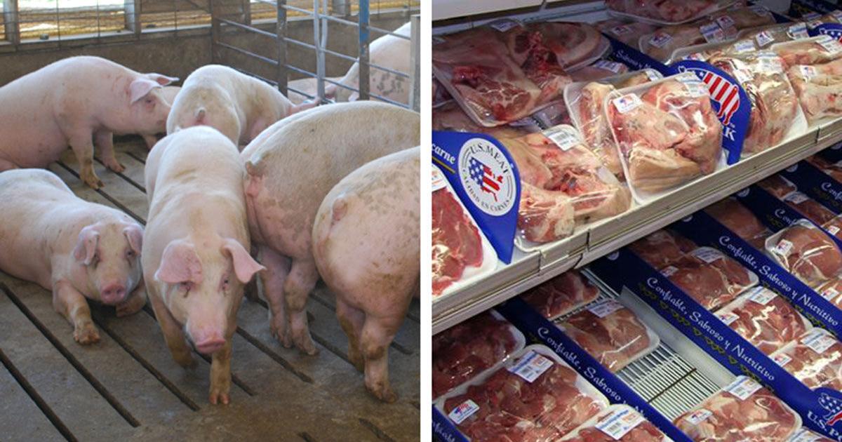Pork exports set 'remarkable pace' in May - Vimarsana News