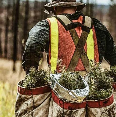 Nursery forestry worker
