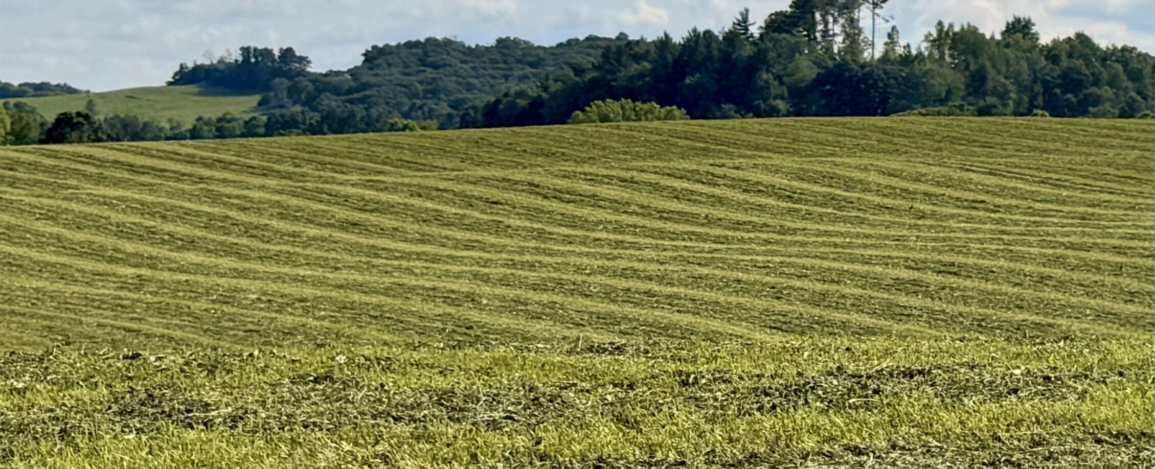Field