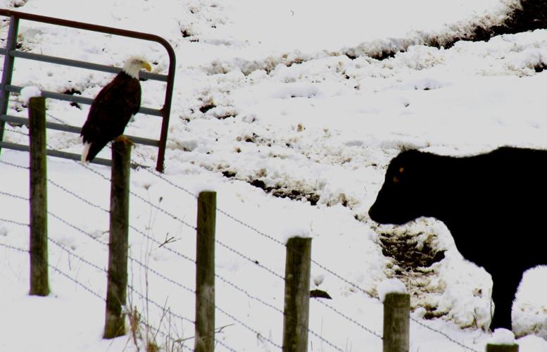 Bald eagle and cattle