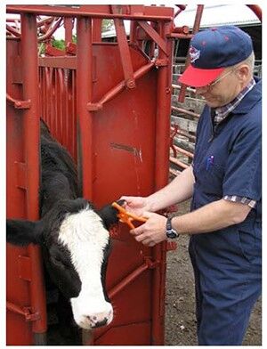 Ear tagging