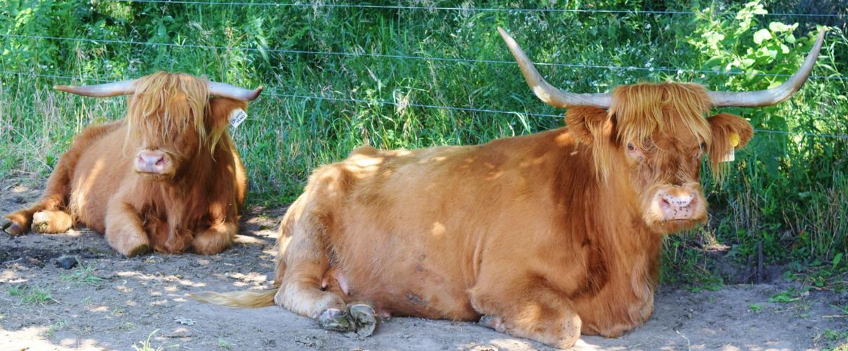 Scottish Highland cows rest in shade
