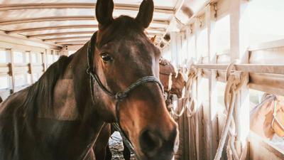 Quarter Horse buyers should take note of genetic diseases