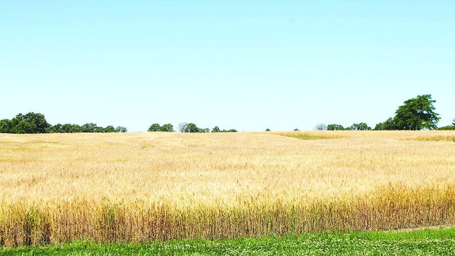 Spring wheat