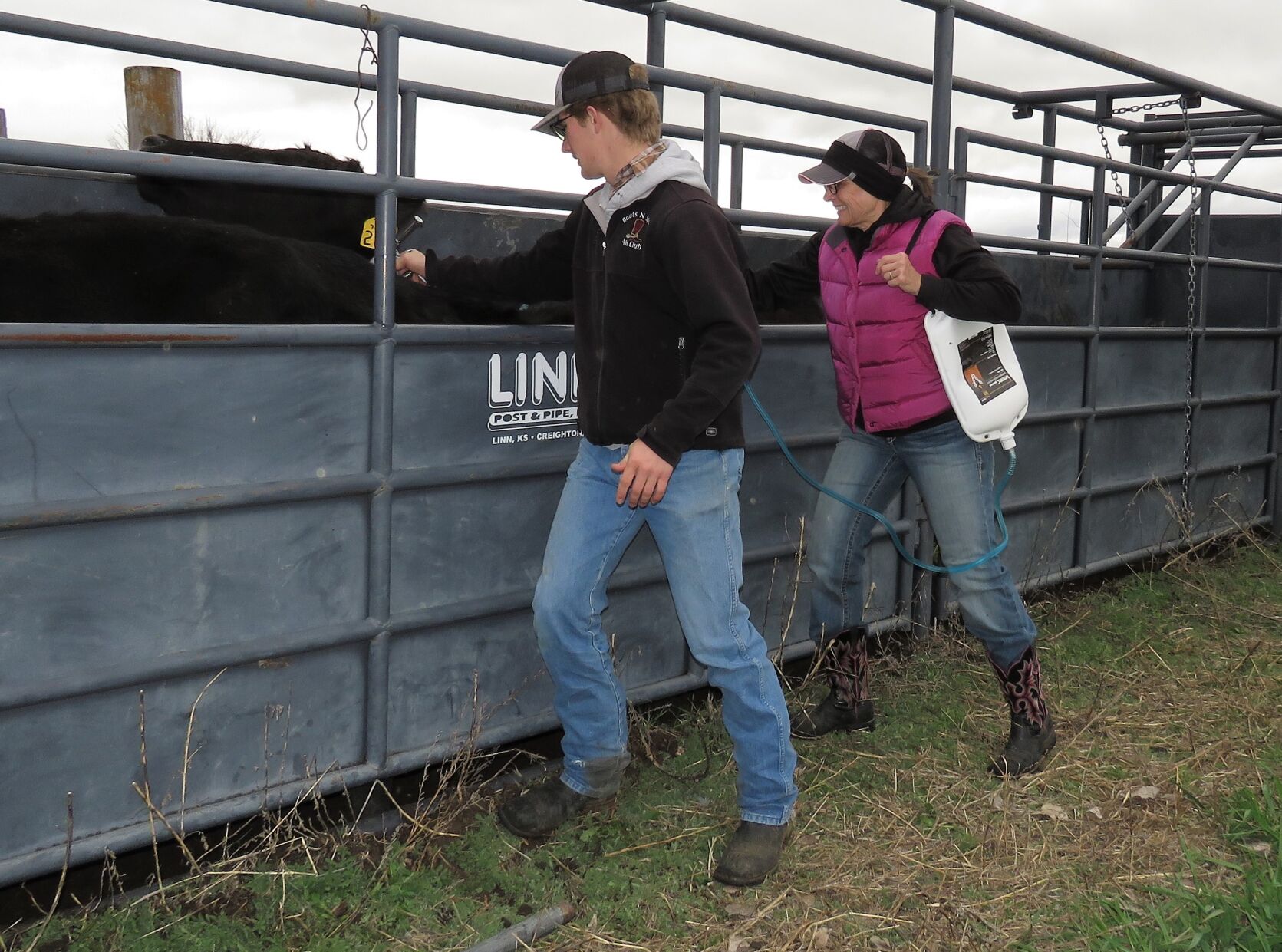 Treating cows.JPG