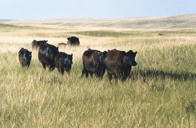 Quality cattle: Marcy Cattle prepares for 60th annual cattle sale