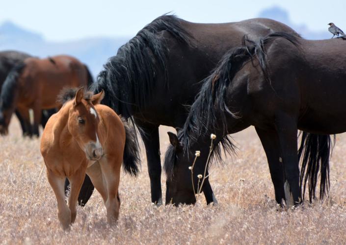 Wild horses