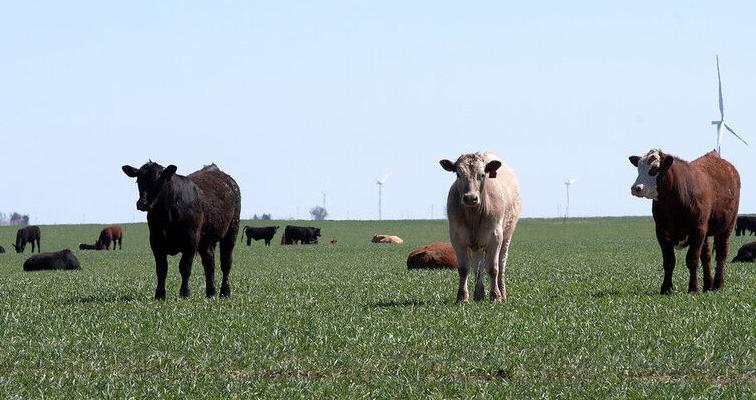 Cows on field