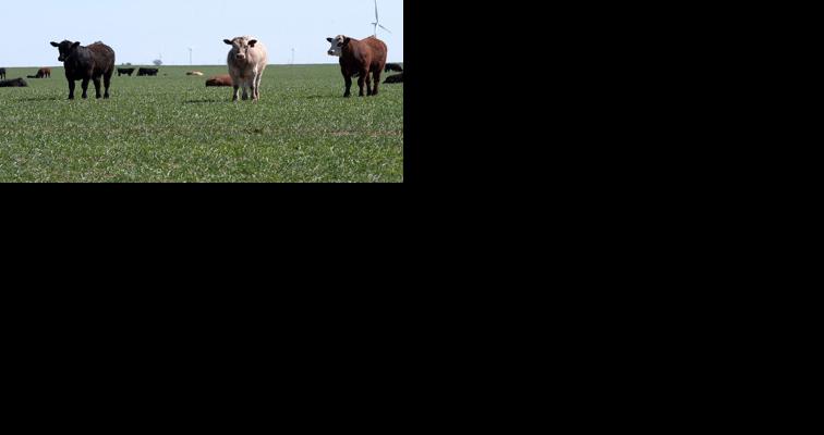 Cows on field