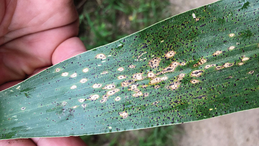 Tar spot