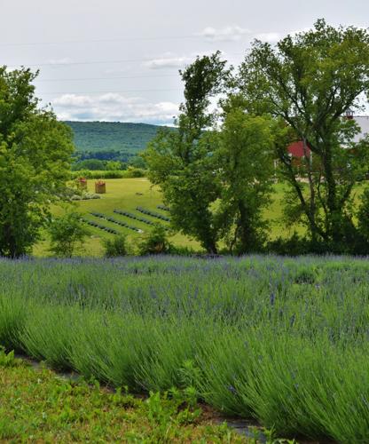 View of Baraboo hills from lavender field