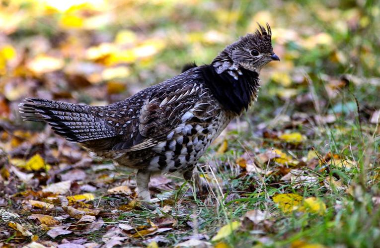 Grouse