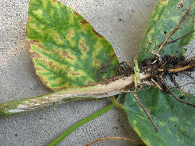 Sudden Death Syndrome