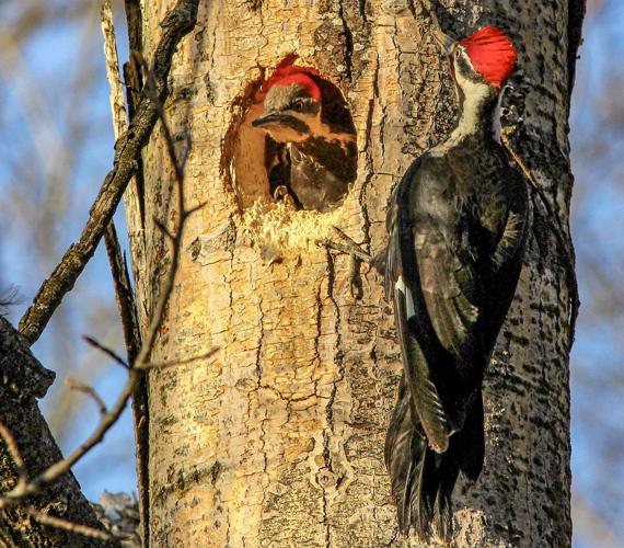 Woodpeckers