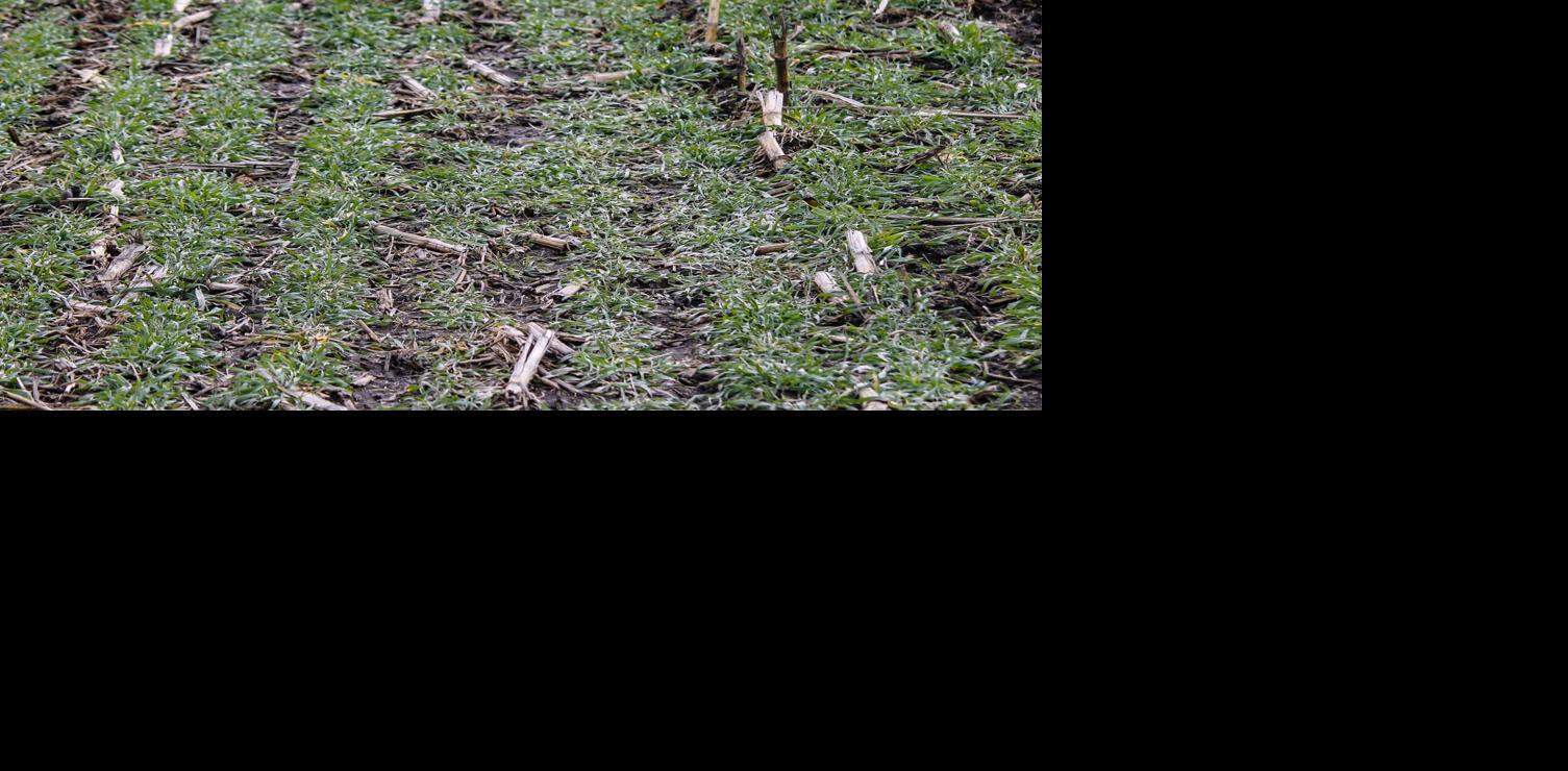 Cover crop