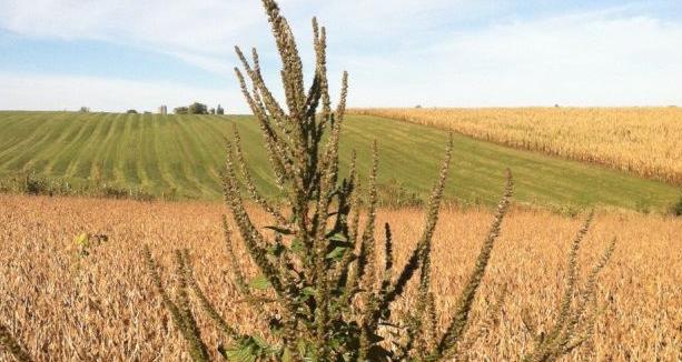 Palmer amaranth in soybeans