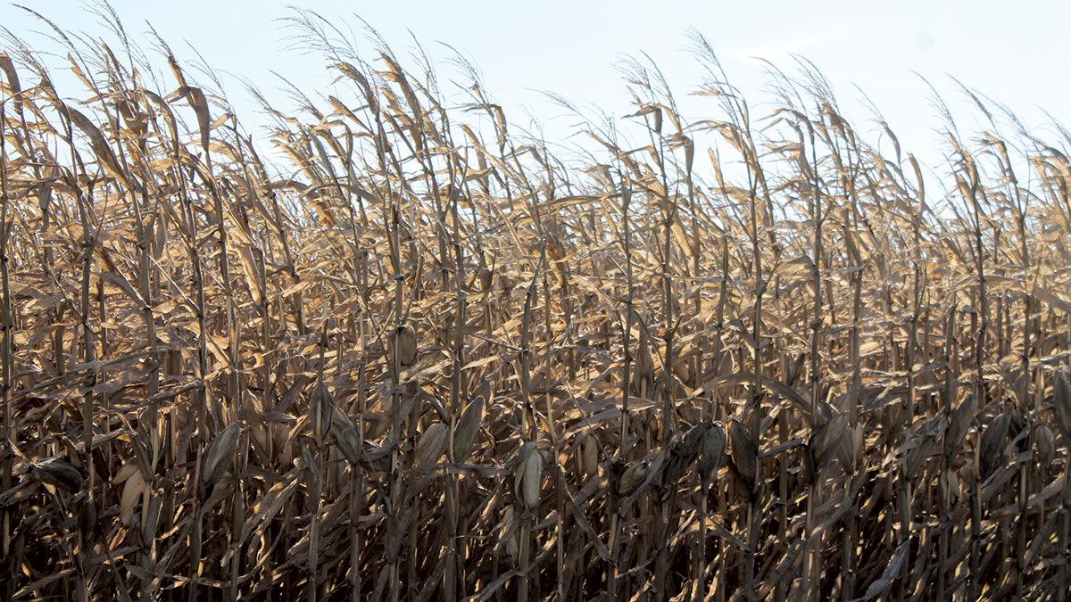 Mature corn