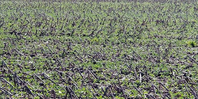 no-till
