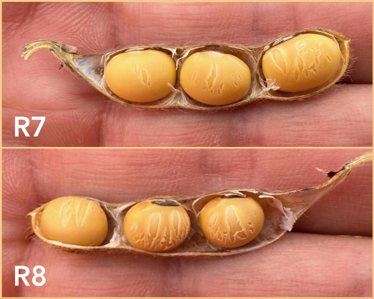 Seed-coat cracking soybeans