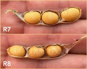 Seed-coat cracking soybeans