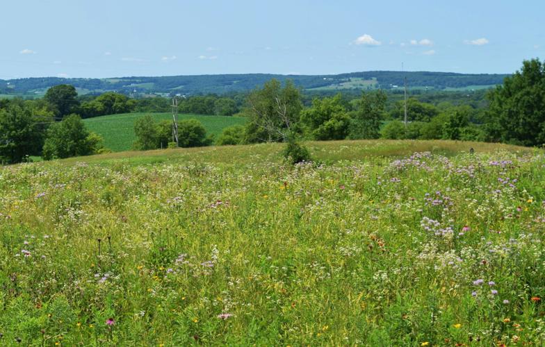 Wildflowers at New Life Lavender & Cherry Farm