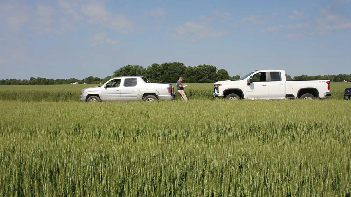 Mark-Miller-tallying-scores-wheat-tour