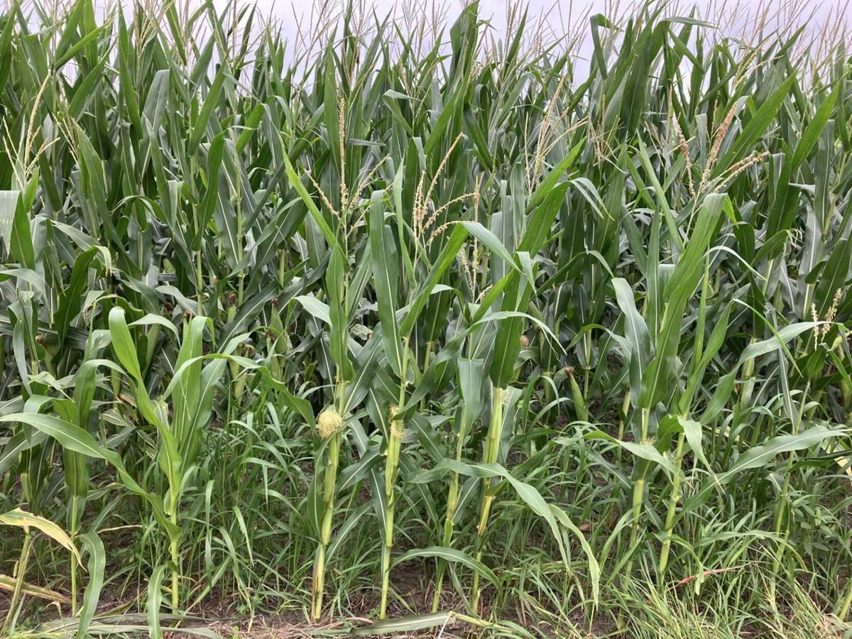 Corn size varies in rural Moultrie County, Ill.