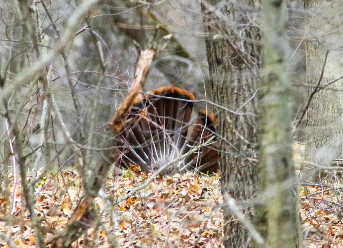 Turkey tail