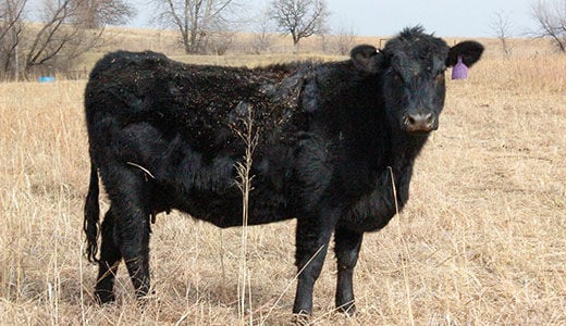 Cattle vaccines