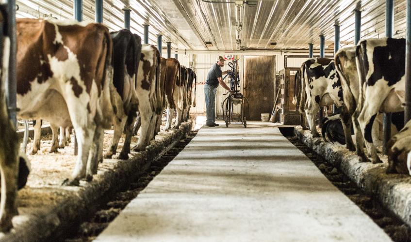 Tucker Gretebeck in dairy barn
