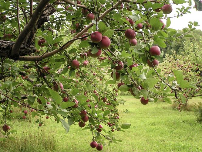 Apple trees