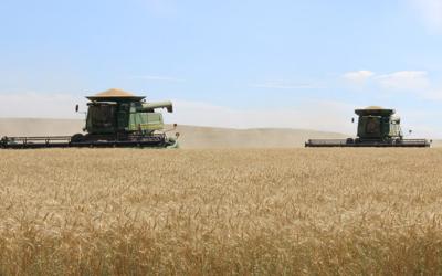 Enos combining spring wheat