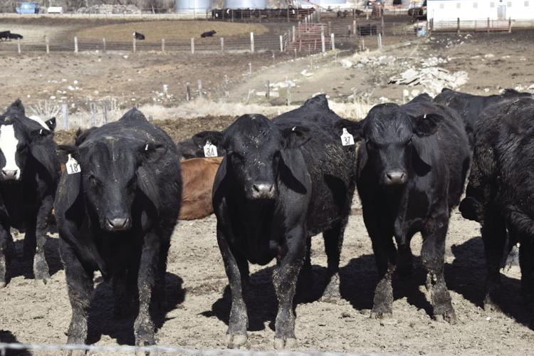 Cattle benchmarking 4.jpg