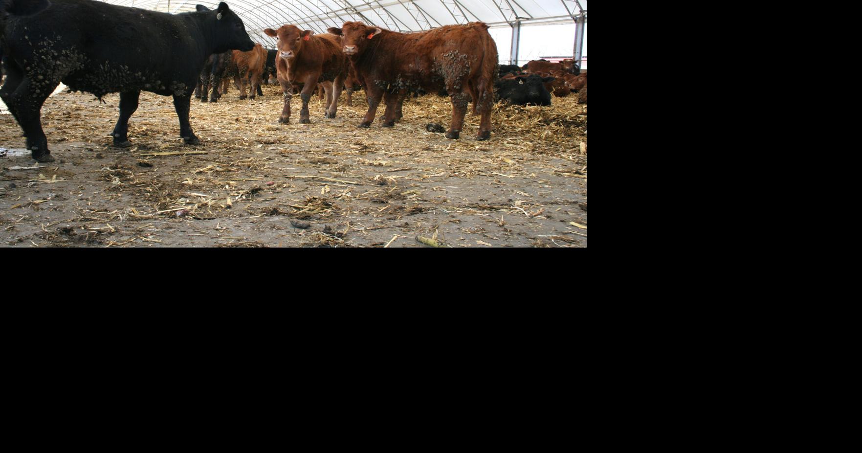 South Dakota cattle producers set to gather in Deadwood for annual convention