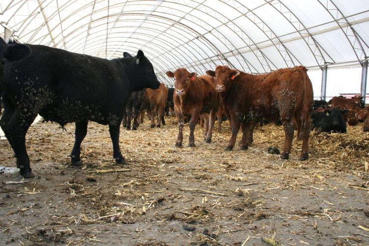 Symens Limousin