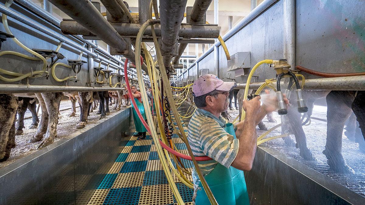 USDA farm laborer dairy image