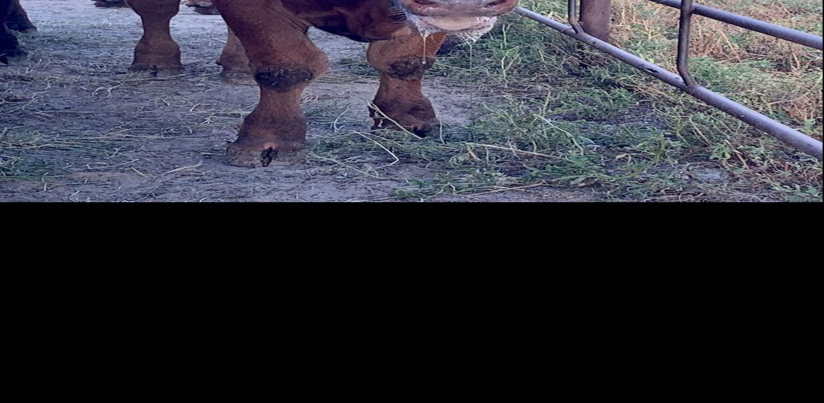 Calf with heat stress