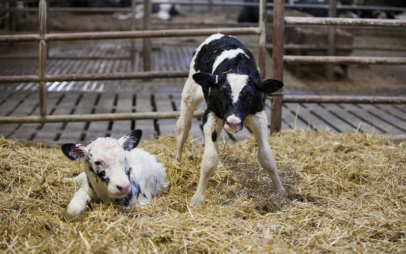 Newborn Holsteing calf