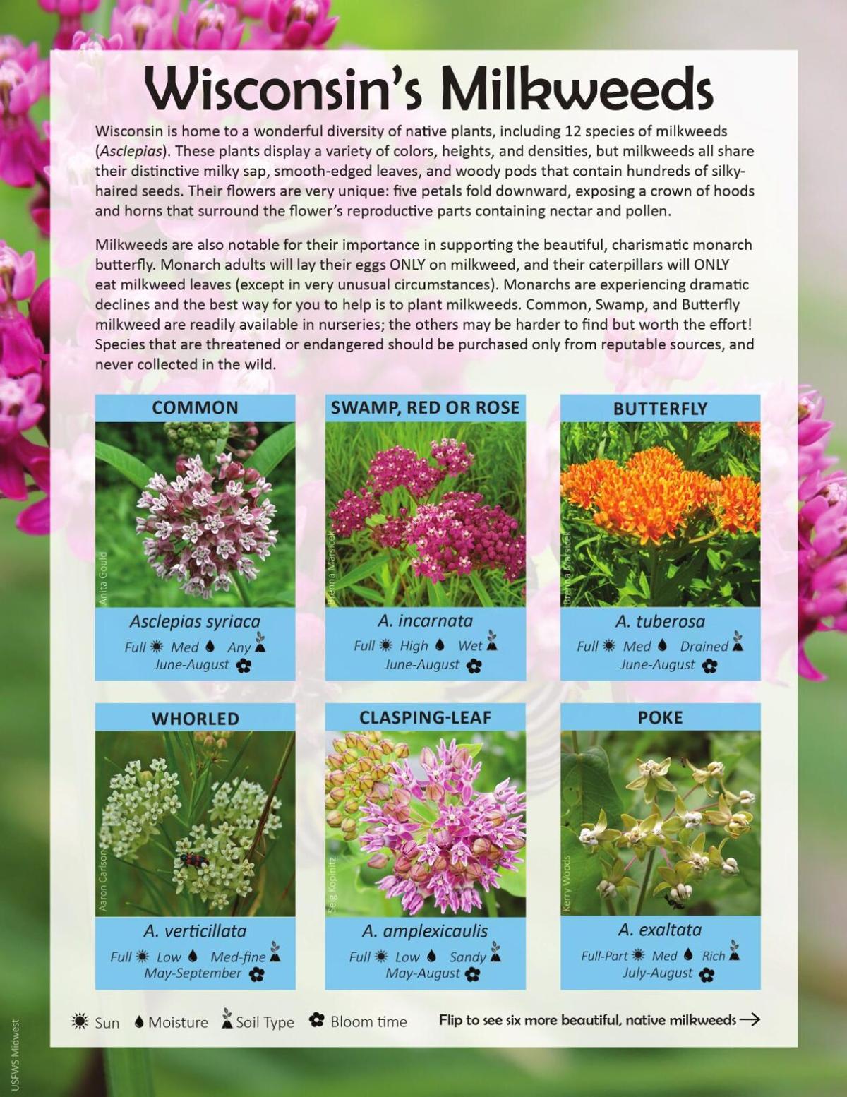 Wisconsin's milkweeds part 1
