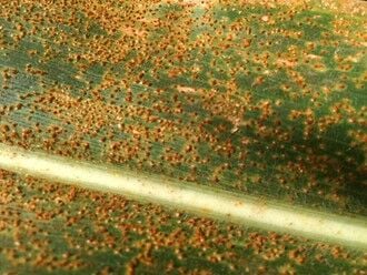 Southern rust 2.jpg