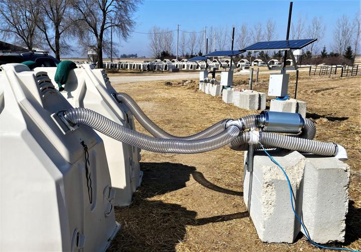 Calf hutches with solar panels