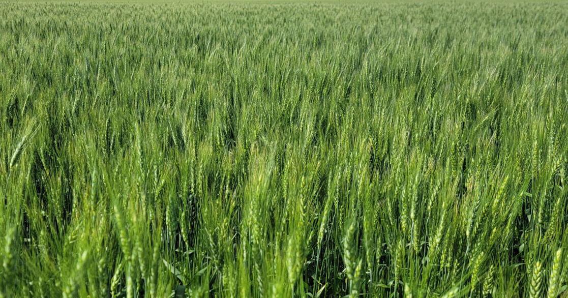 Southwestern region growers win with wheat - Vimarsana News