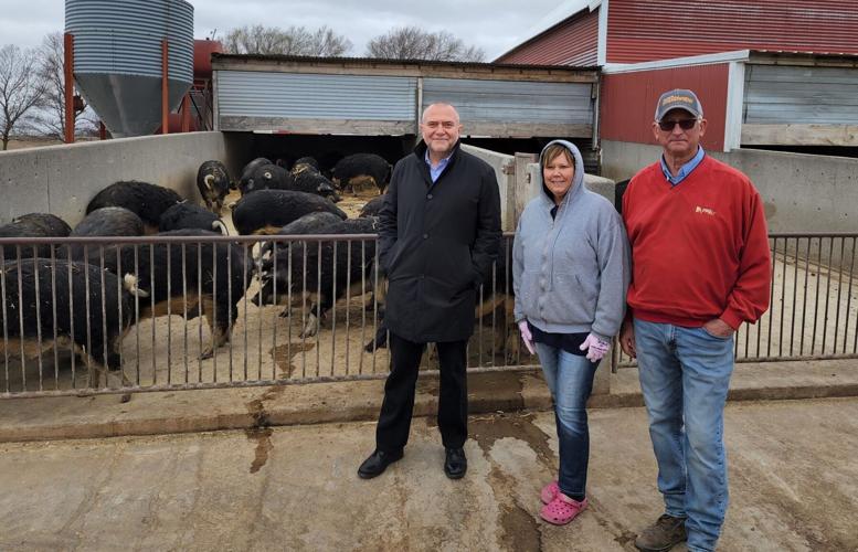 Mangalista hogs (3).jpg