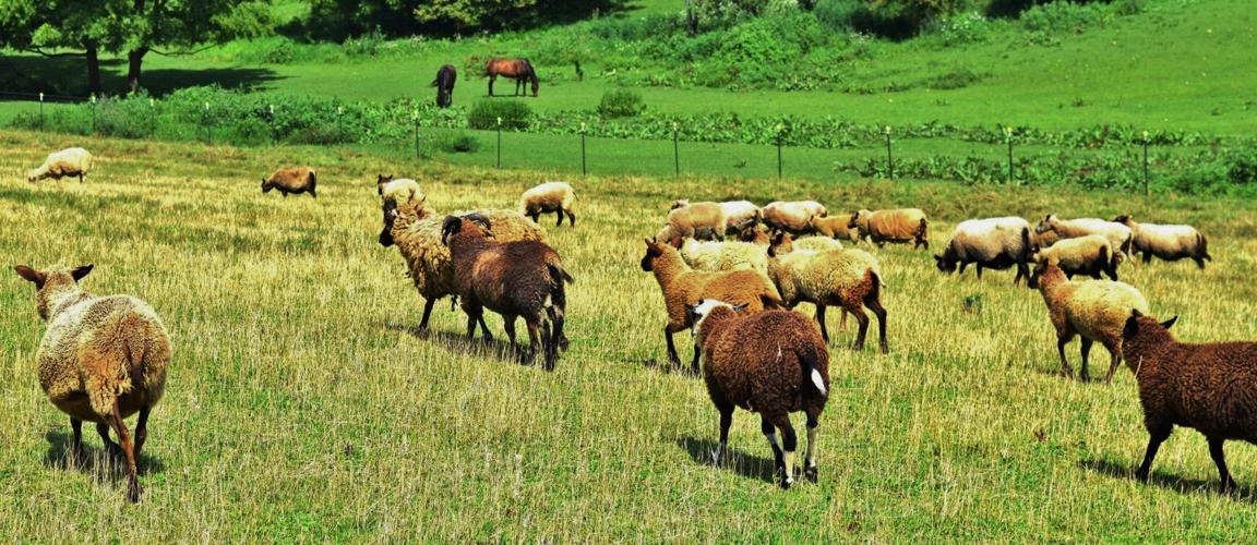 Shetland sheep herd with horses in background