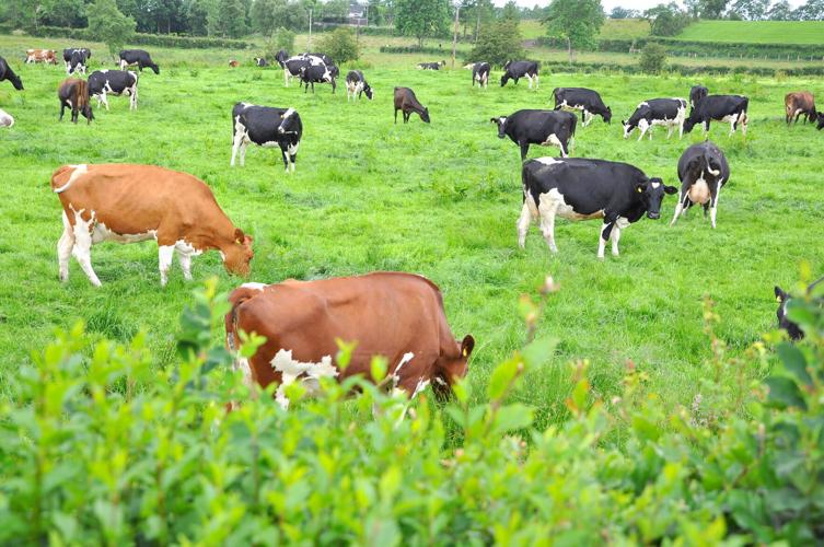 Dairy cows in field