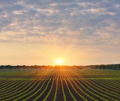 Sunset behind farm land