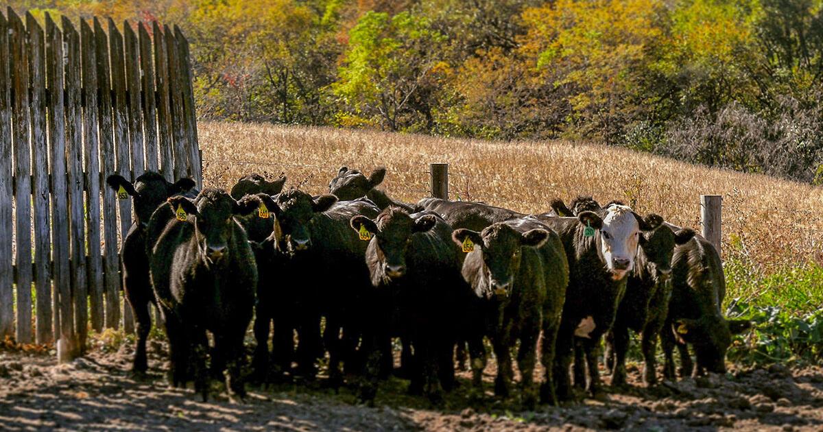 Beef producers can develop growth implant strategy with updated guidance
