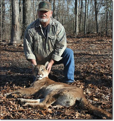 Sedated mountain lion